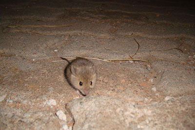موش کوچولو با ژست برای عکس