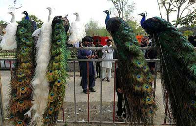 طاووس در کابل