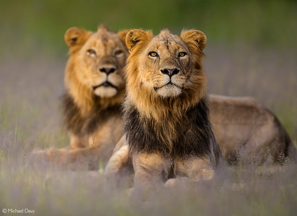 شیرها در پارک ملی زامبیا