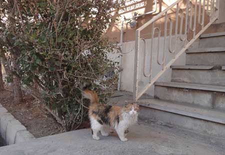 cat