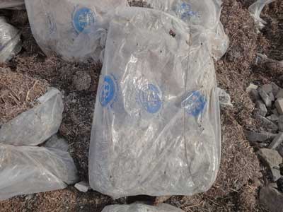 آجی چایی