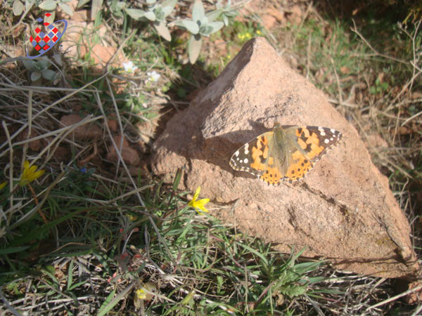 پروانه عینالی تبریز - Butterfly - Eynali - Tofigh Vahidi Azar