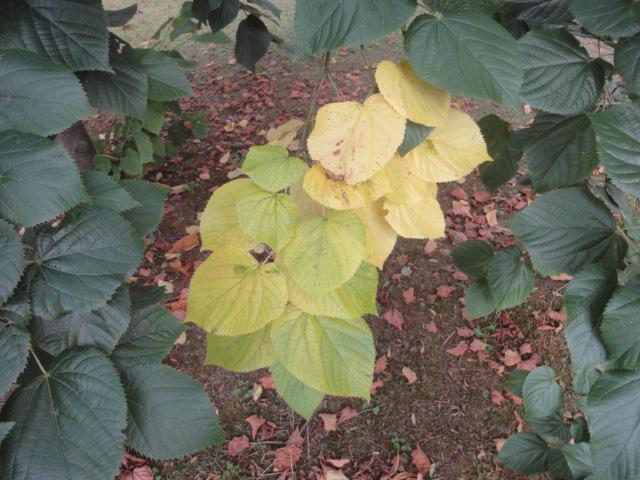 پاییز - Autumn