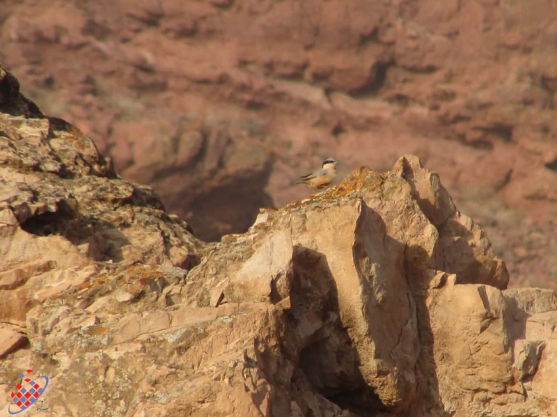 پرنده - زمستان - عینالی - Bird - Winter -Eynali- Tofigh Vahidi Azar- توفیق وحیدی آذر