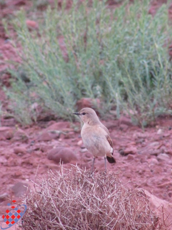  ایزابلین- توفیق وحیدی آذر-Tofigh Vahidi Azar- Isabelline Wheatear-Eynali