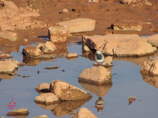 قویروق آتان بولبول - دم‌جنبانک سفید - Motacilla alba