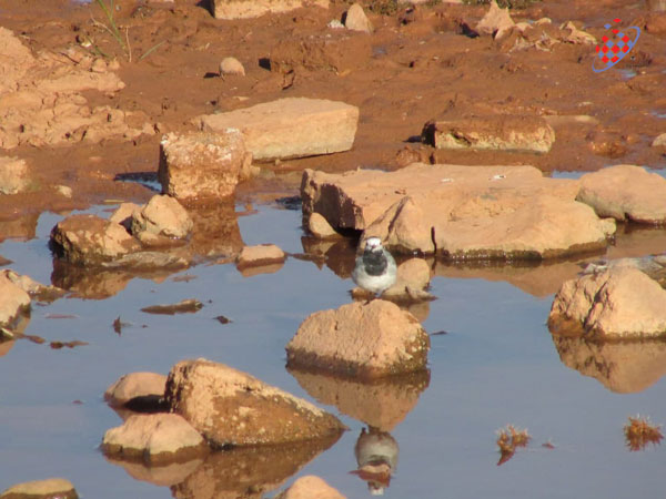 قویروق آتان بولبول - دم‌جنبانک سفید - Motacilla alba