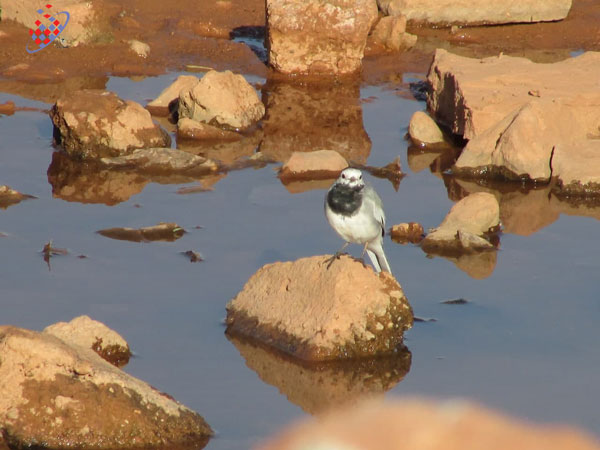 قویروق آتان بولبول - دم‌جنبانک سفید - Motacilla alba