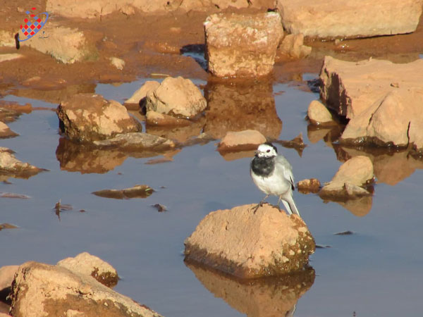قویروق آتان بولبول - دم‌جنبانک سفید - Motacilla alba