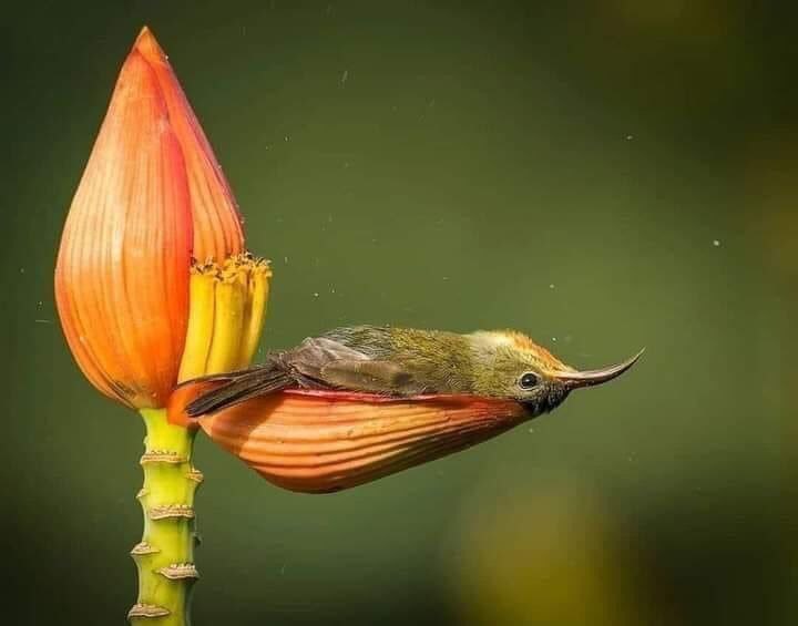 hummingbird- استراحت مرغ مگس خوار