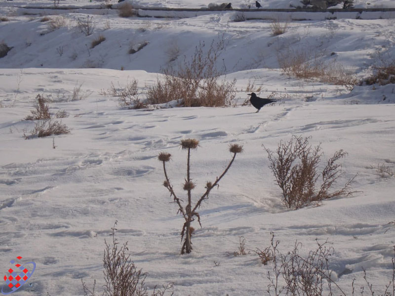 زاغ - برف -Snow - Raven - Kaveh Vahidi Azar 