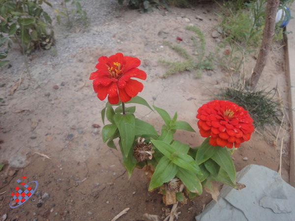 گل آهار - ّFlower - کاوه وحیدی آذر -Kaveh Vahidi Azar