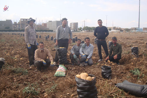 سیب زمینی - برادران رحیمی