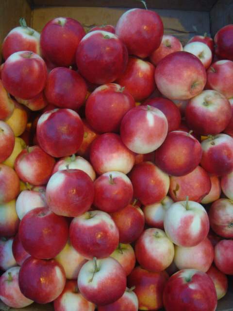 سیب نهند  تبریز- Nahand Red Apple- Tabriz