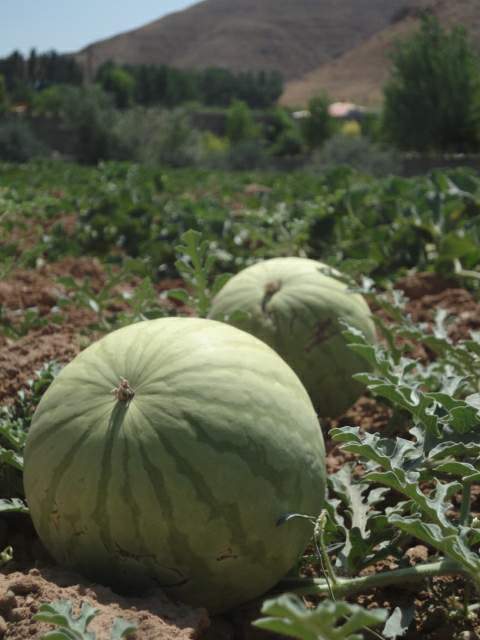 هندوانه - دیم - اهر 