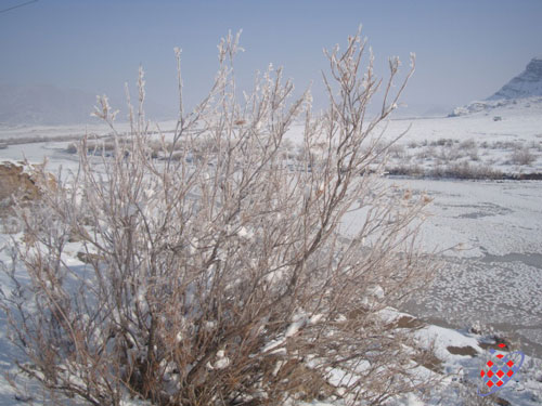 آجی  در زمستان