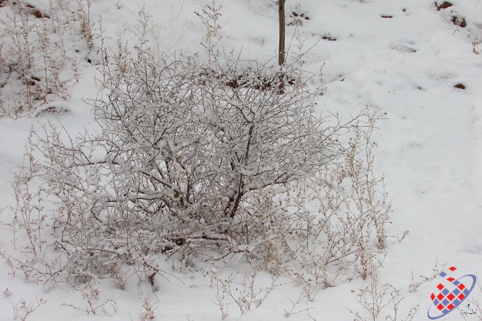 گیلاس کوهی عینالی  - درخت کوچک - توفیق وحیدی آذر  Tofigh Vahidi Azar