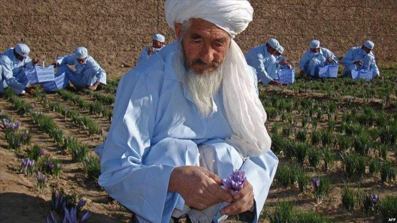 بابای زعفران افغانستان - حاج محمد اکبر