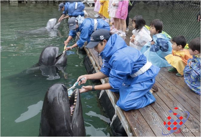 مسواک زدن نهنگ ها در ژاپن